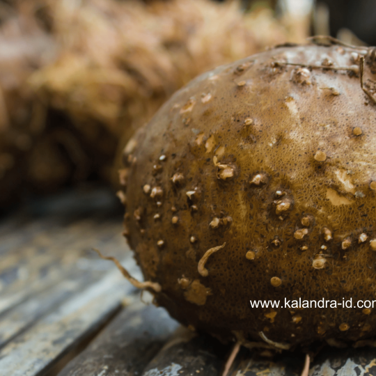 Kalandra Porang Organic